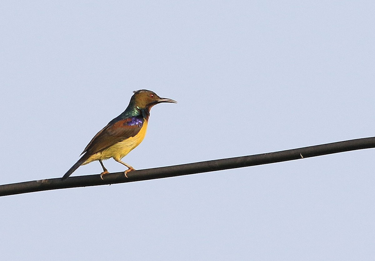 Brown-throated Sunbird - Patrick MONNEY