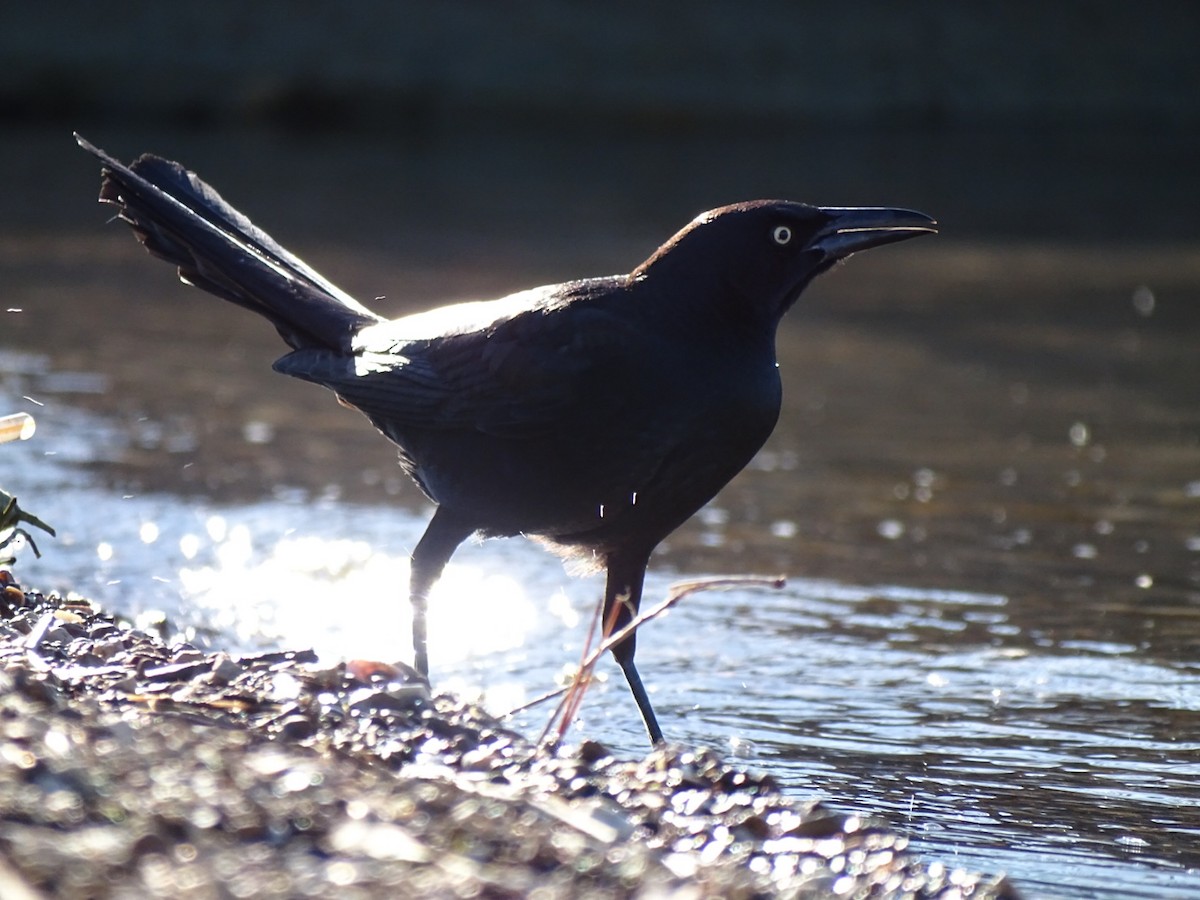 Great-tailed Grackle - ML212693331