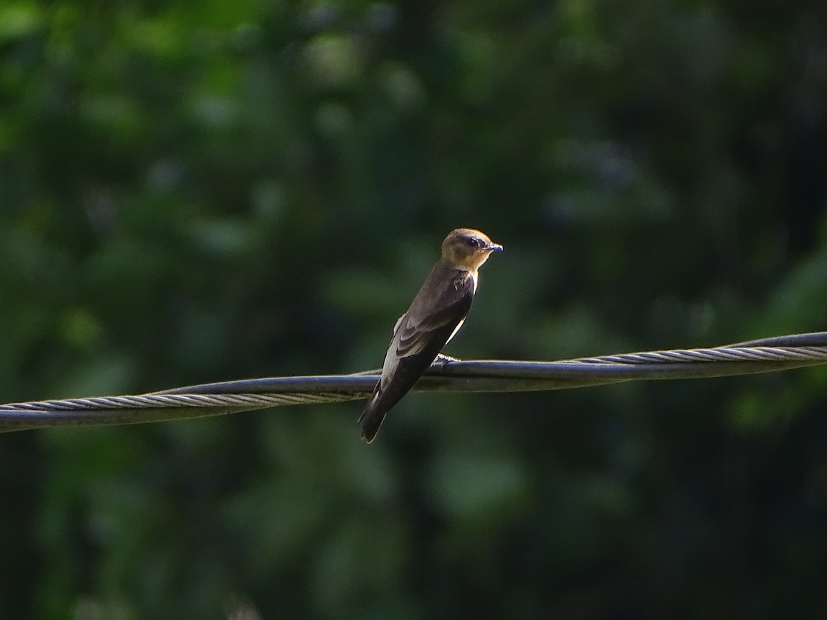 Southern Rough-winged Swallow - Meghan Koenig