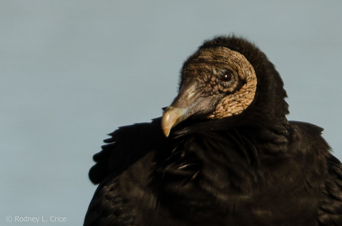 Black Vulture - Rodney Crice