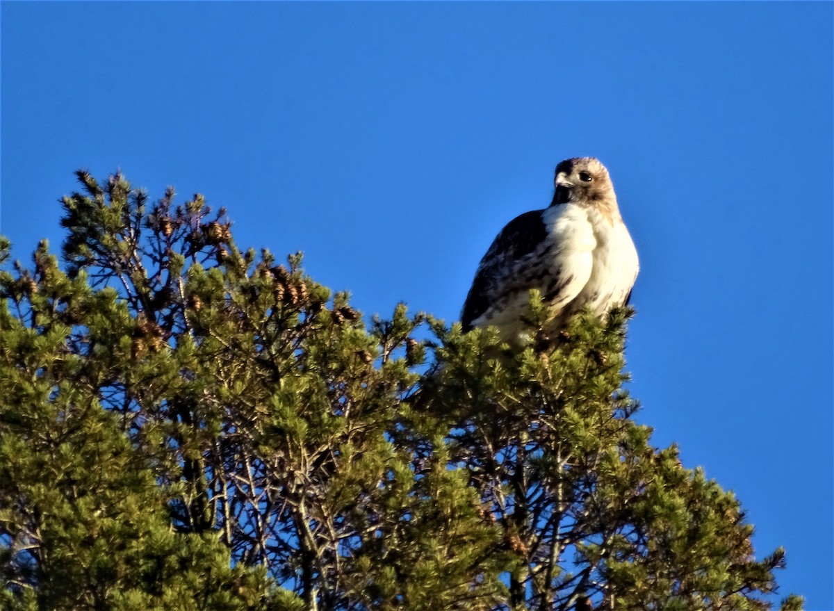 Red-tailed Hawk - ML212694591