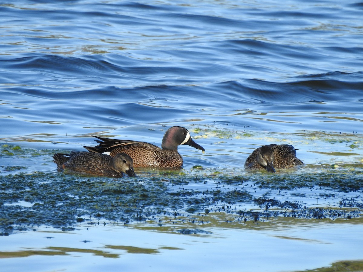 Blue-winged Teal - ML212695481