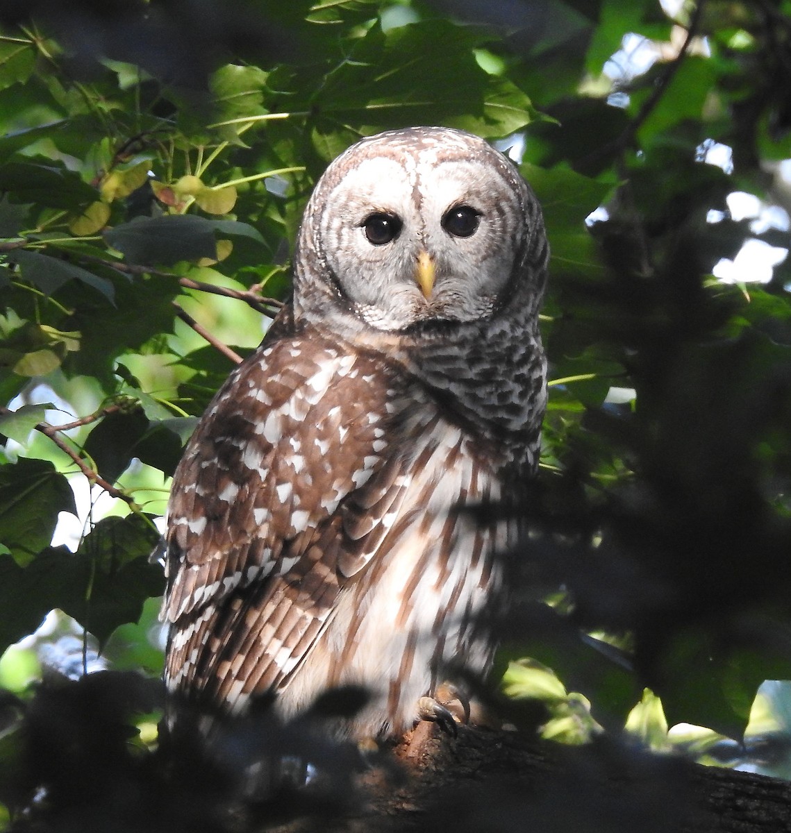Barred Owl - Francis Pease