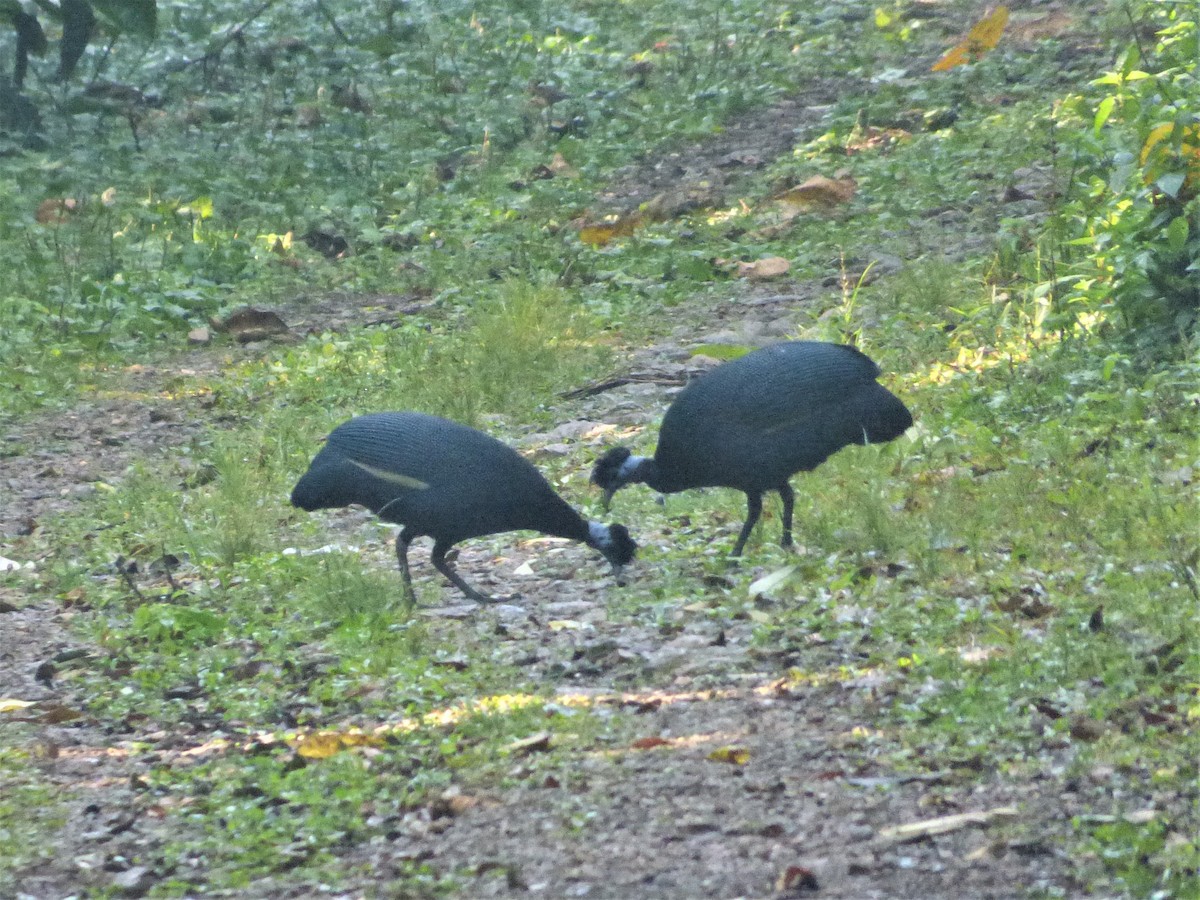 Western Crested Guineafowl - Mike Tuer