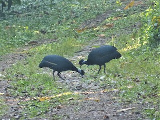 Western Crested Guineafowl, ML212695881