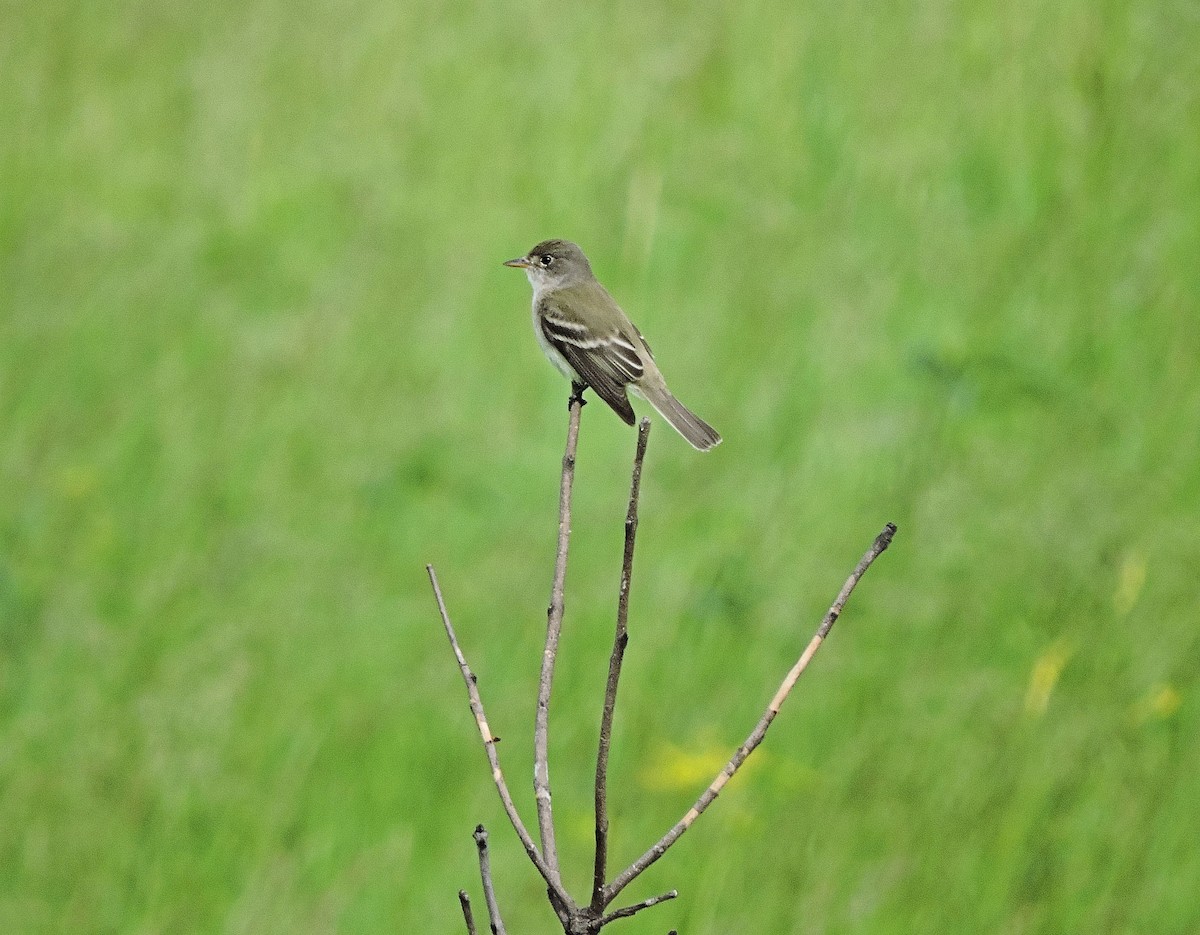Willow Flycatcher - Francis Pease