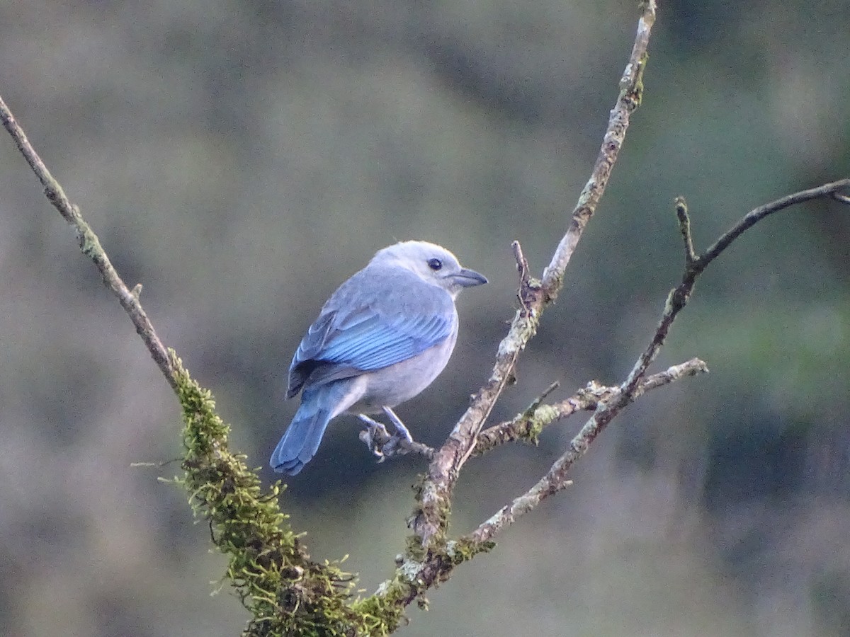Blue-gray Tanager - ML212696991