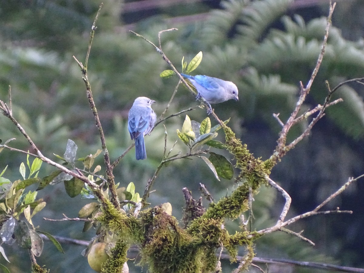 Blue-gray Tanager - ML212697021