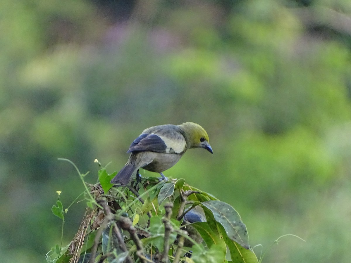 Palm Tanager - ML212697081