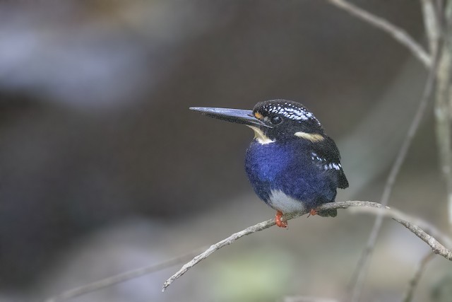 Northern Silvery-Kingfisher