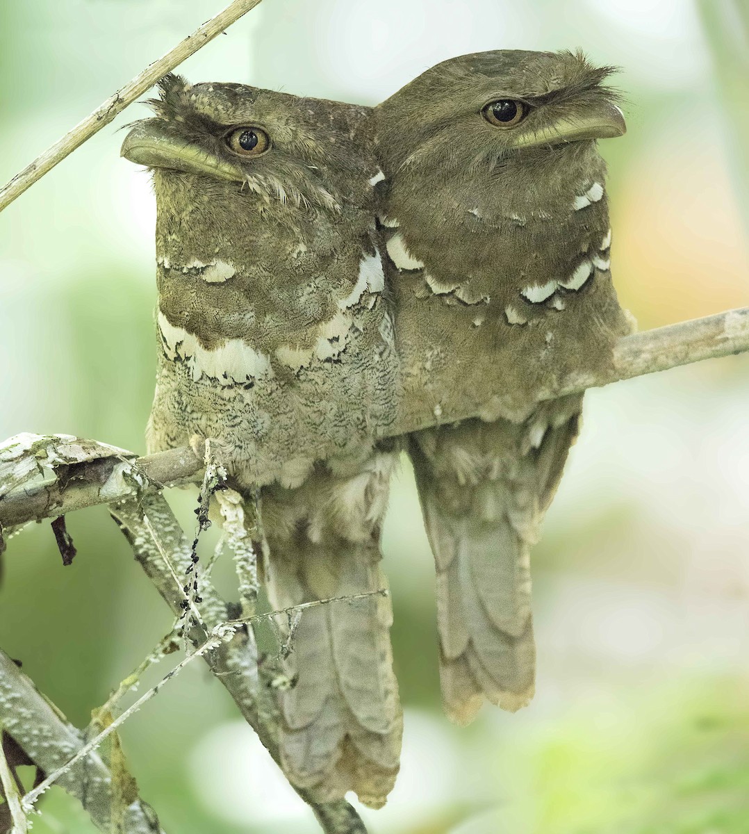 Philippine Frogmouth - ML212704141
