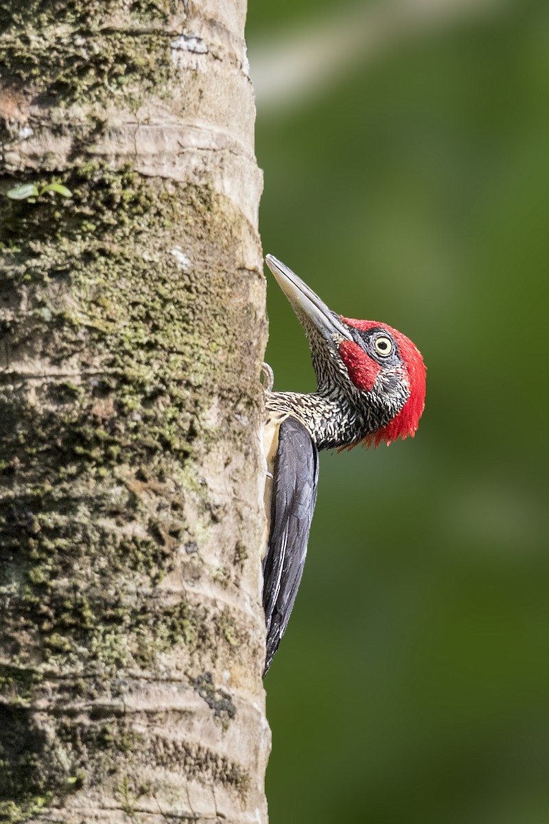 White-bellied Woodpecker - Bradley Hacker 🦜