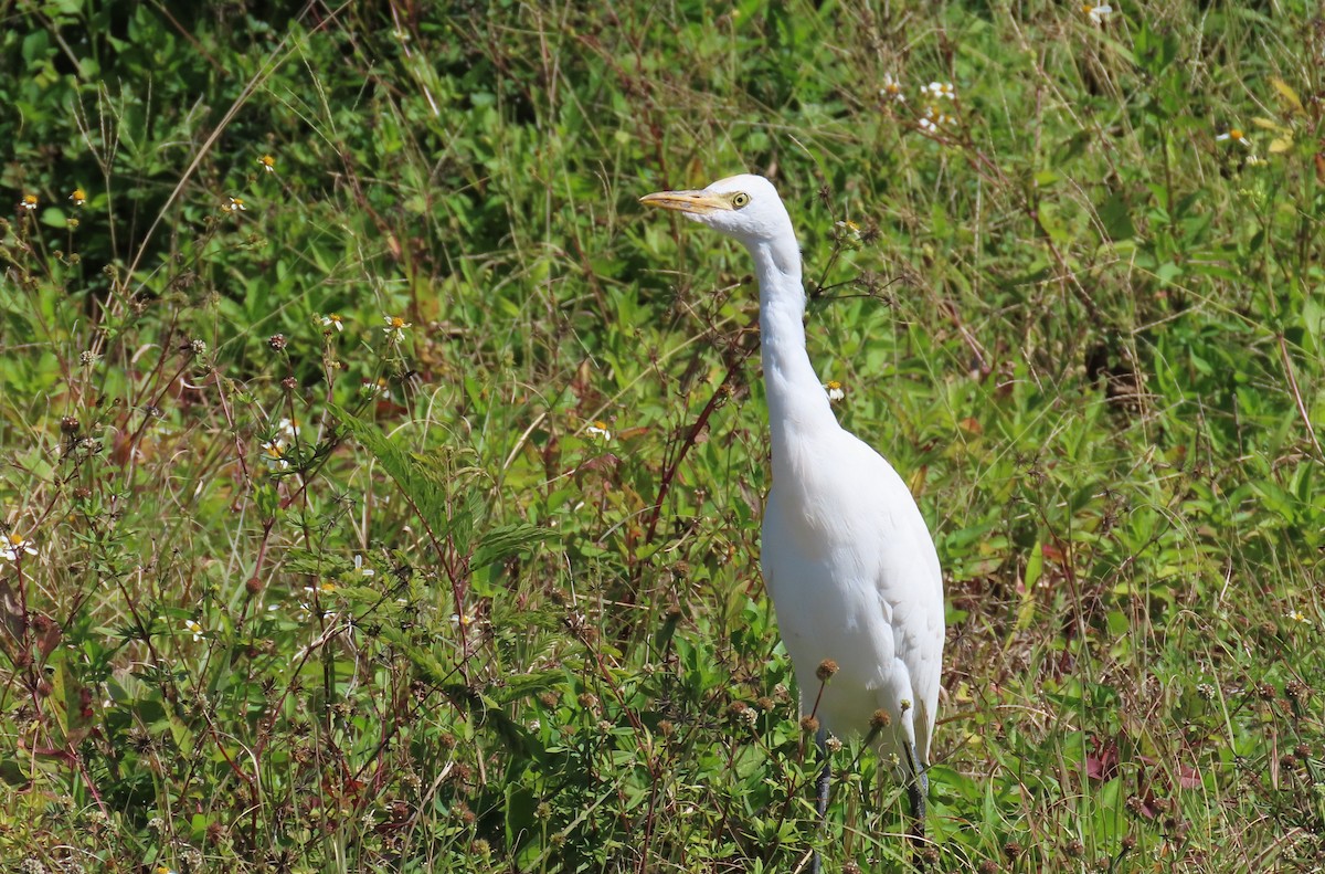 Western Cattle Egret - Susan Young