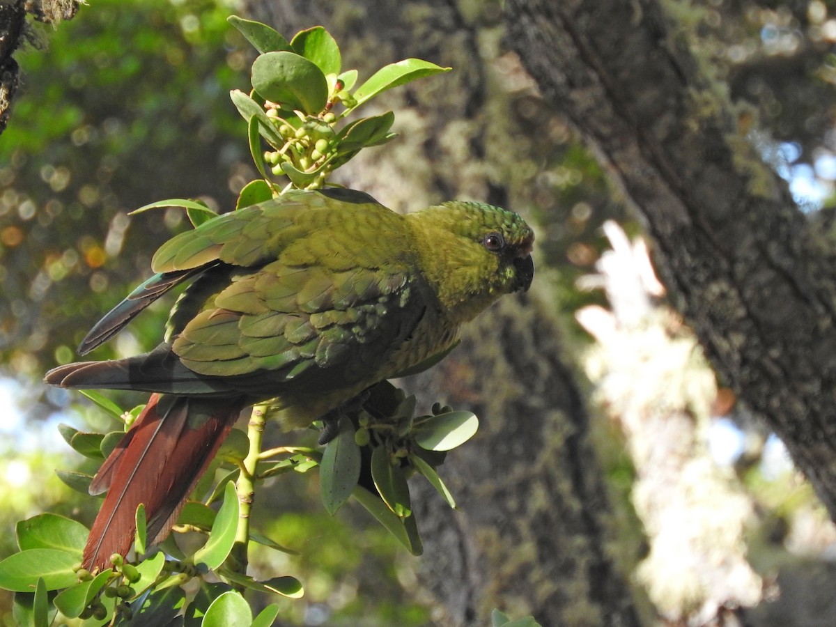 Austral Parakeet - Tresa Moulton