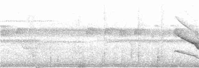 Band-tailed Manakin - ML212715561
