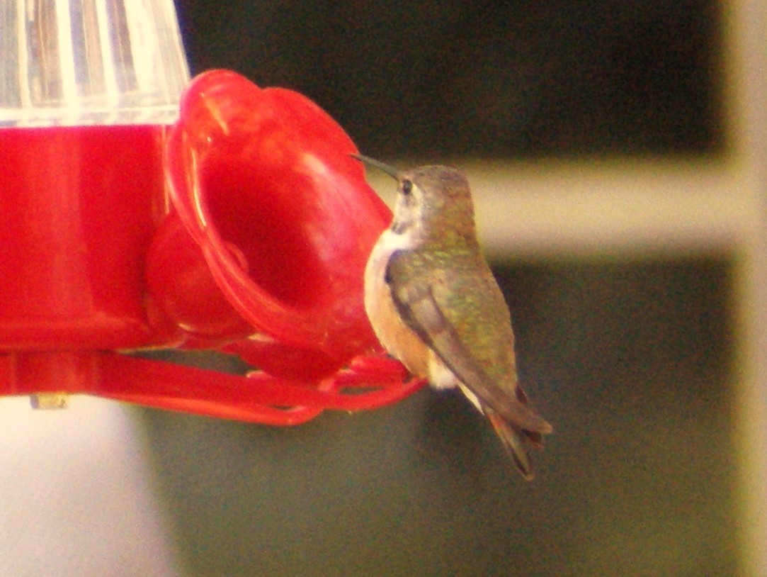 Rufous Hummingbird - William Keim