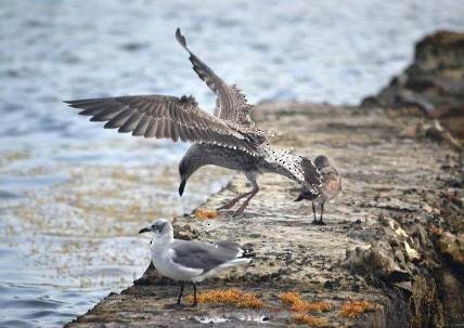 Lesser Black-backed Gull - Archipelagics Birding