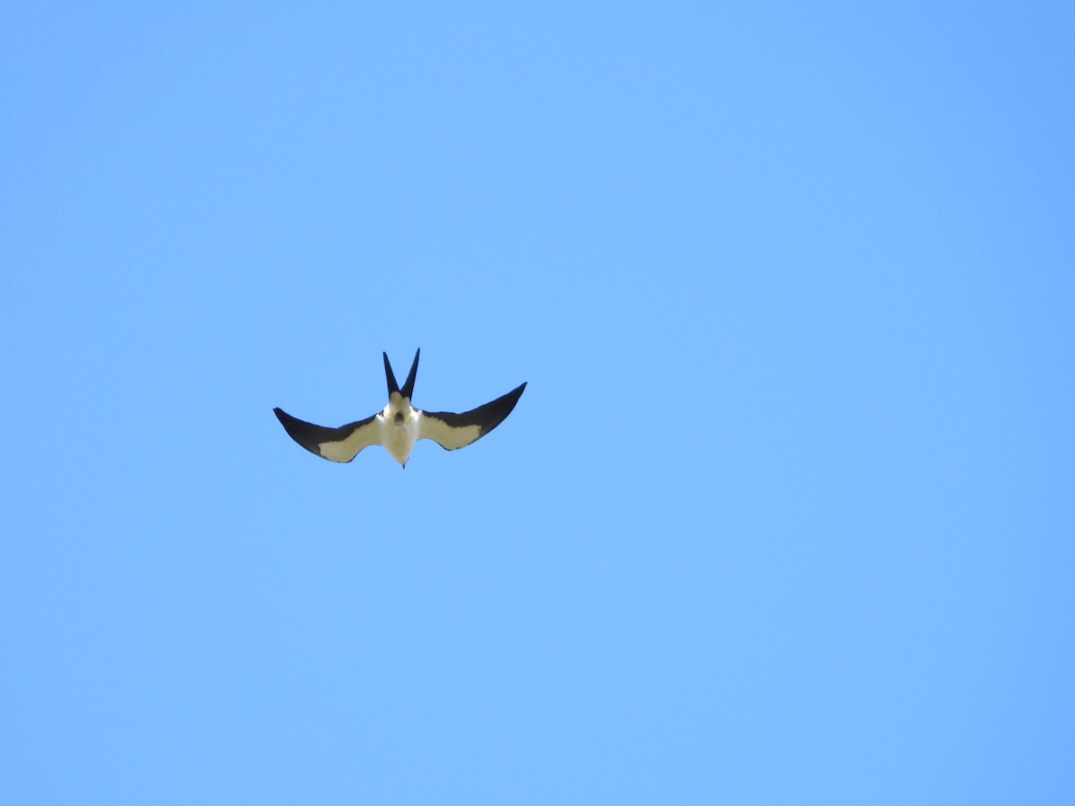 Swallow-tailed Kite - ML212720641