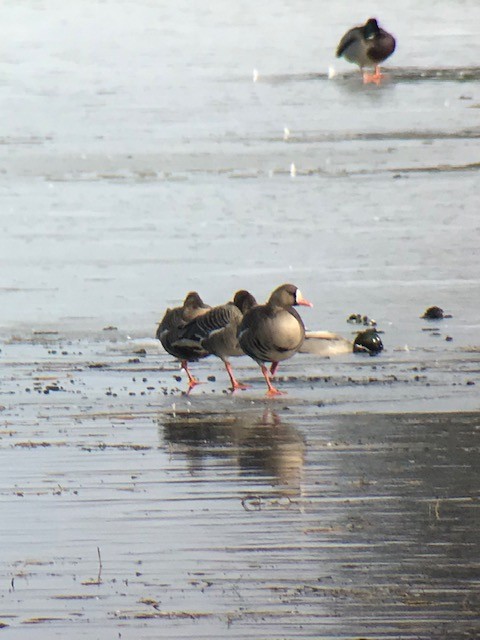 Greater White-fronted Goose - ML212722141