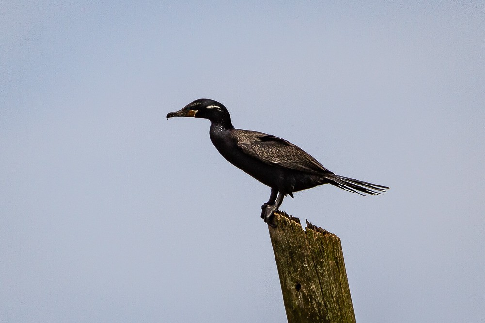 Neotropic Cormorant - LAERTE CARDIM