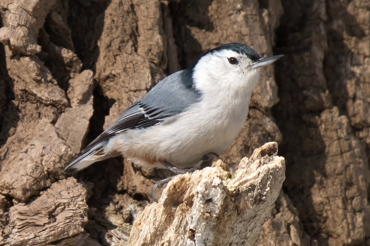 Great Backyard Bird Count 2022—celebrate 25 years of birding