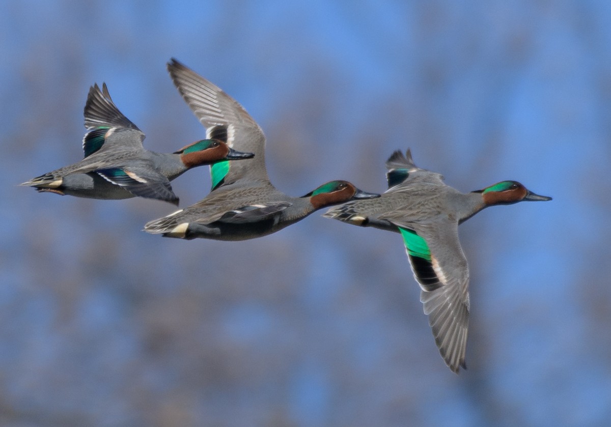 Green-winged Teal - ML212731061
