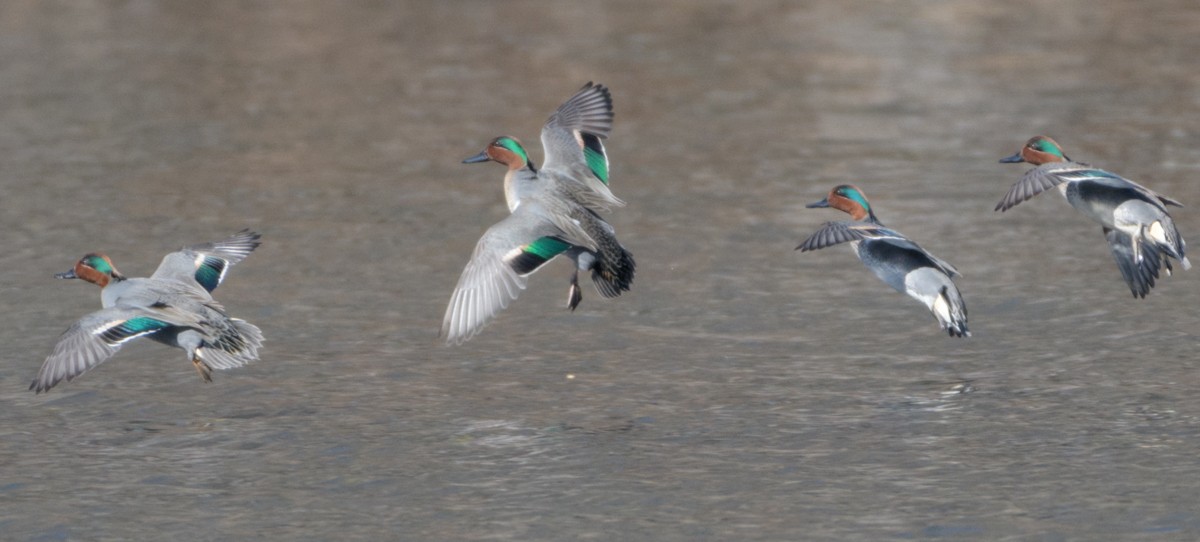Green-winged Teal - ML212731881