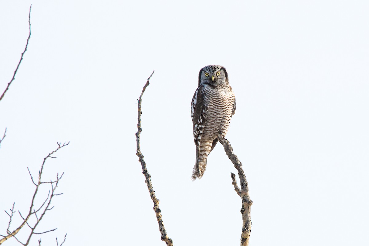 Northern Hawk Owl - ML212732621