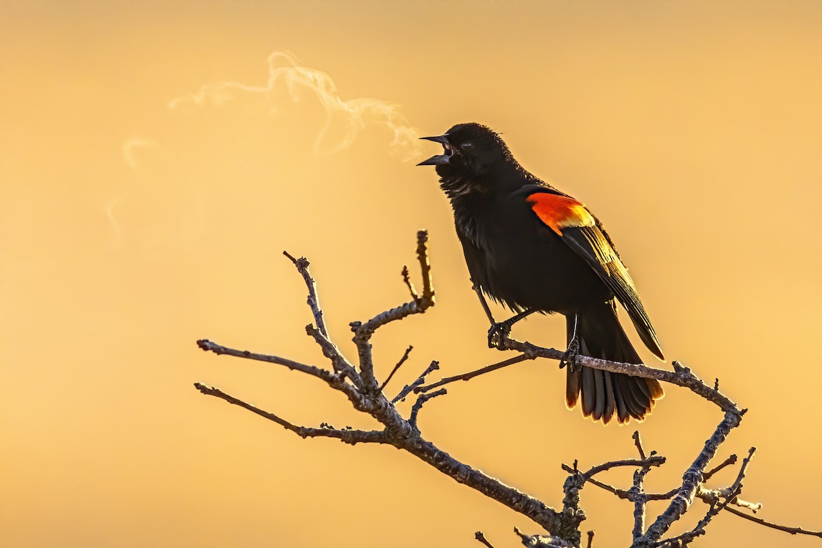 Red-winged Blackbird - ML212733221