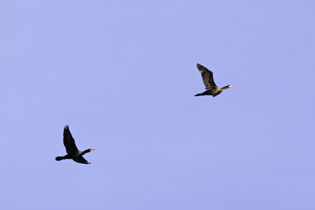 Double-crested Cormorant - ML212733941