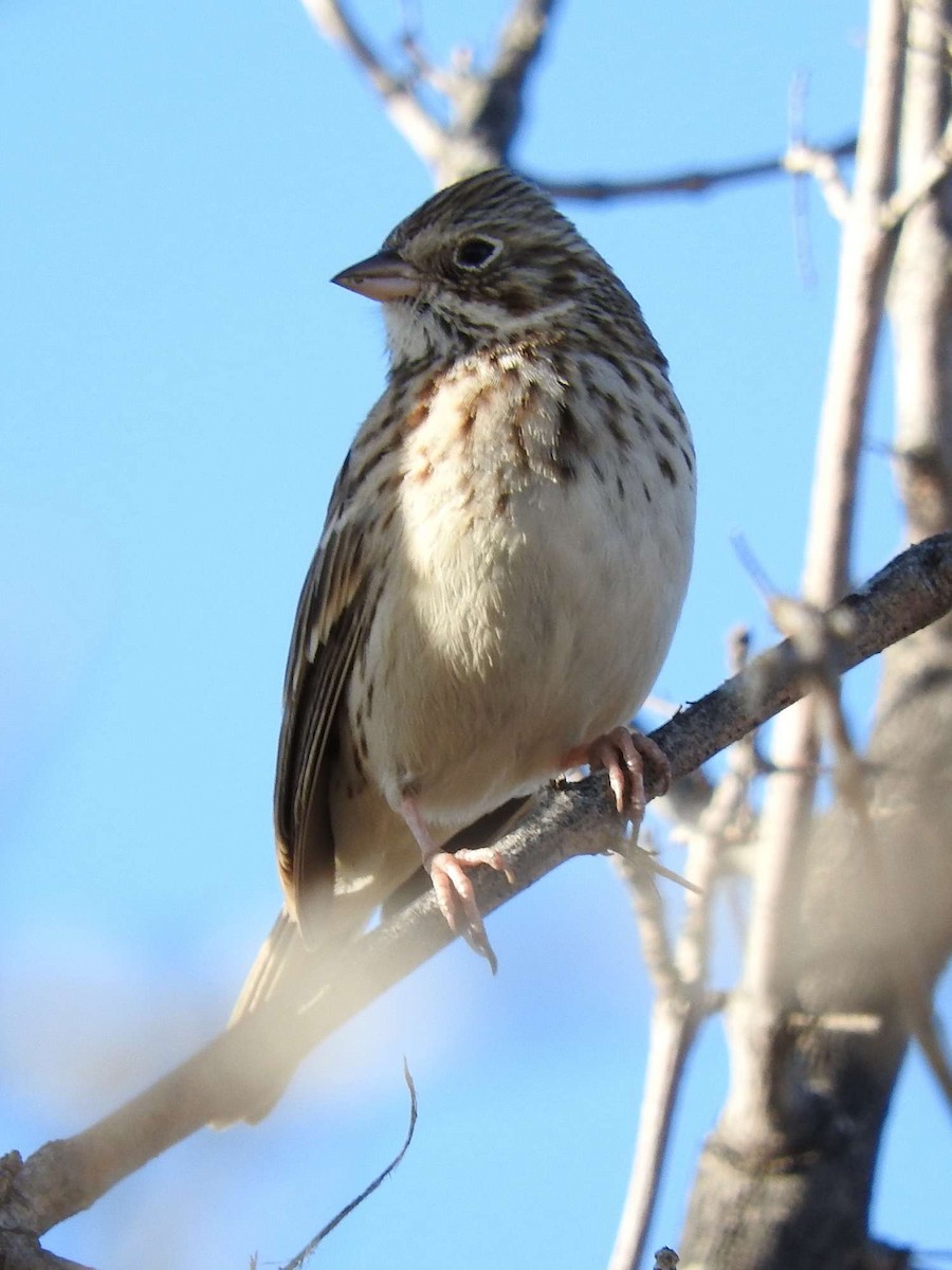 Vesper Sparrow - Paul Suchanek