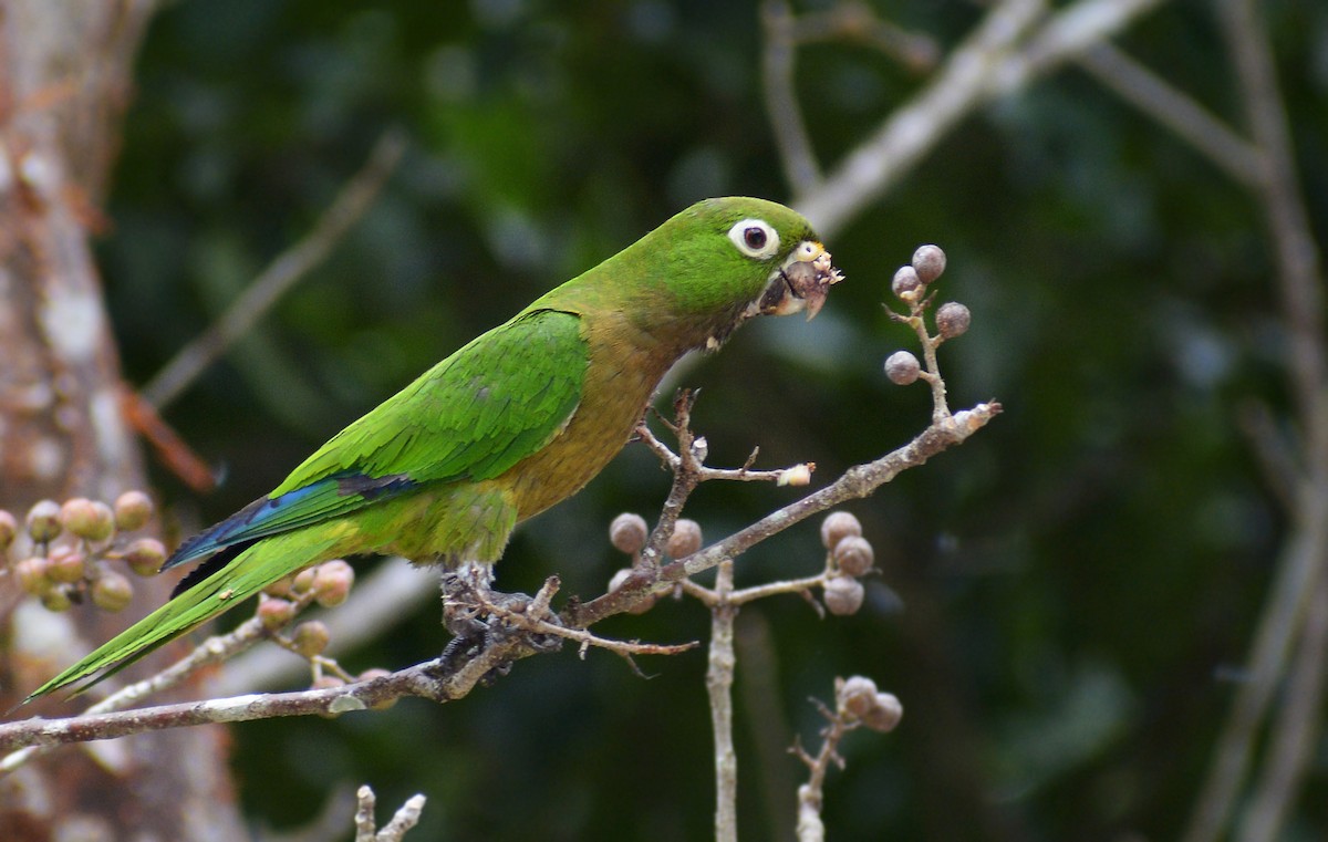 Olive-throated Parakeet - ML212739781