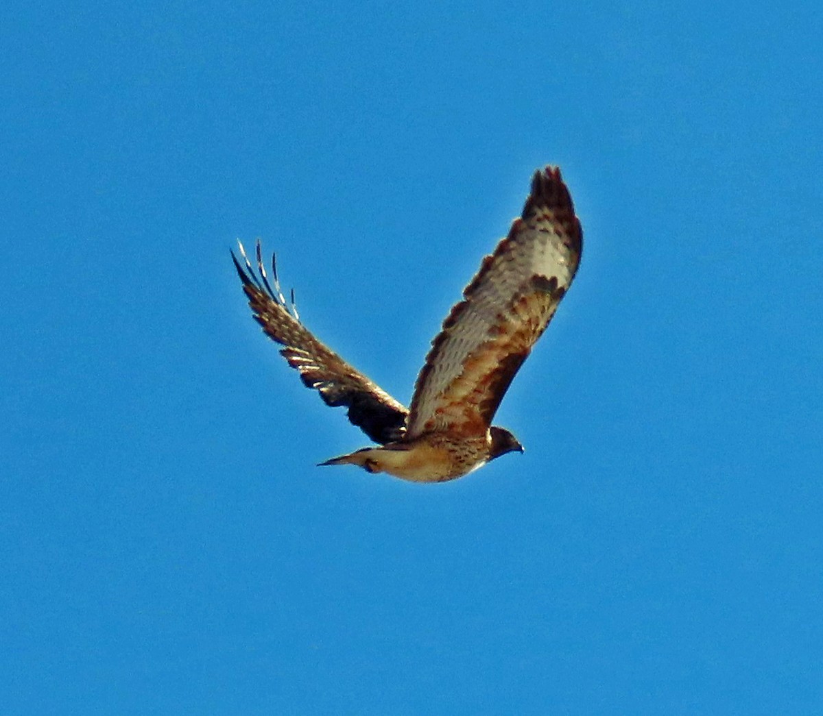 Red-tailed Hawk - ML212742751