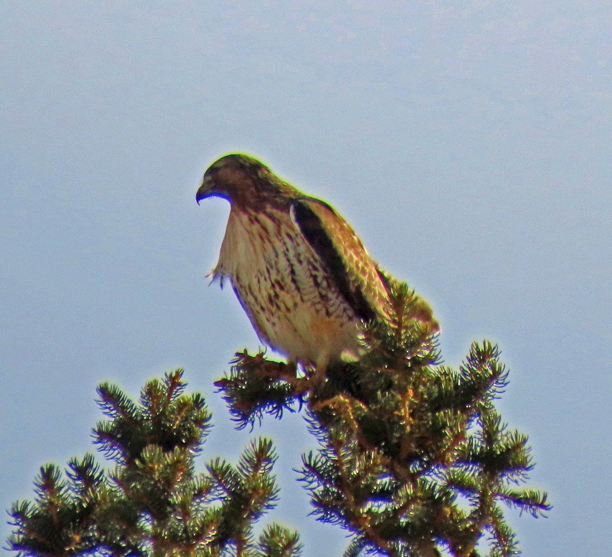 Red-tailed Hawk - ML212743011