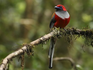  - Whitehead's Trogon