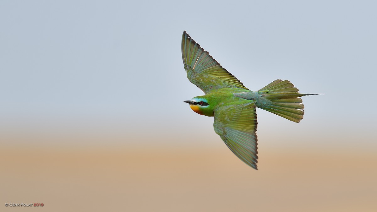 Blue-cheeked Bee-eater - ML212746971
