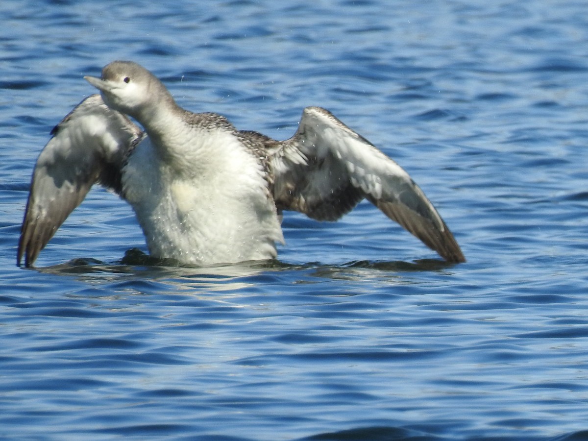 Red-throated Loon - ML212747561