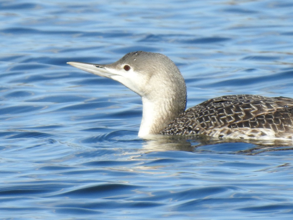 Red-throated Loon - ML212747571