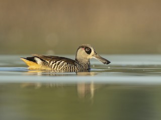  - Pink-eared Duck