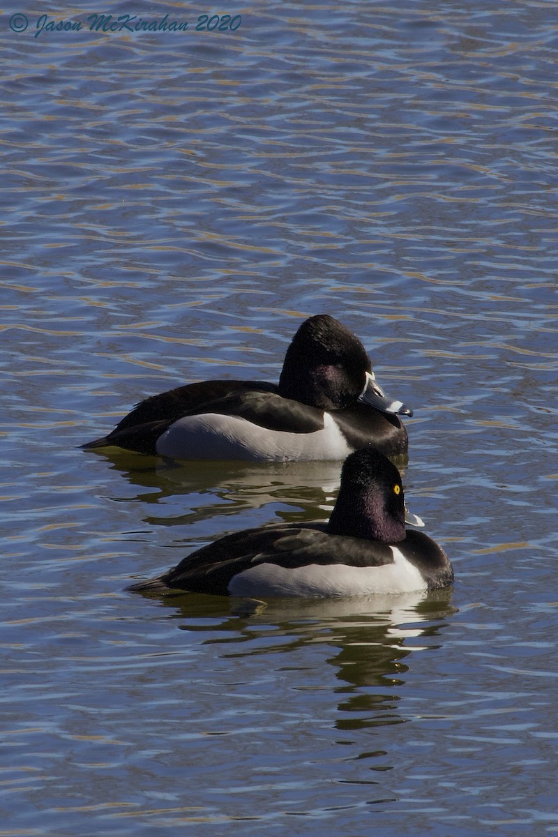 Ring-necked Duck - ML212750061