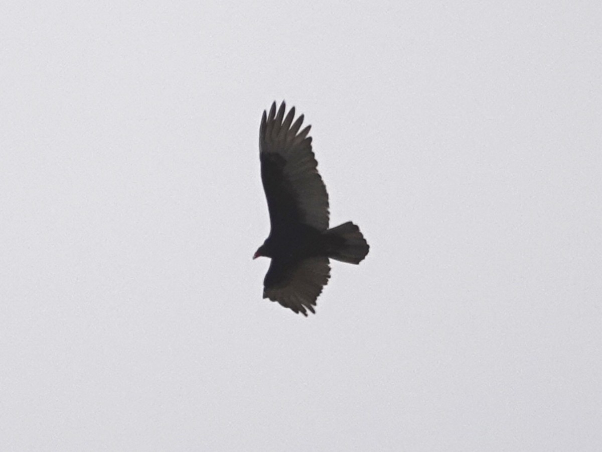 Turkey Vulture - ML212750661
