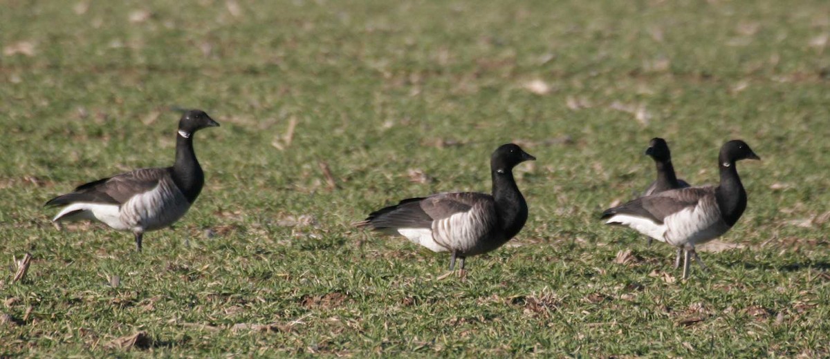 Brant (Pale-bellied x Black) - eBird