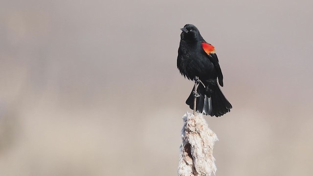 Red-winged Blackbird - ML212752141