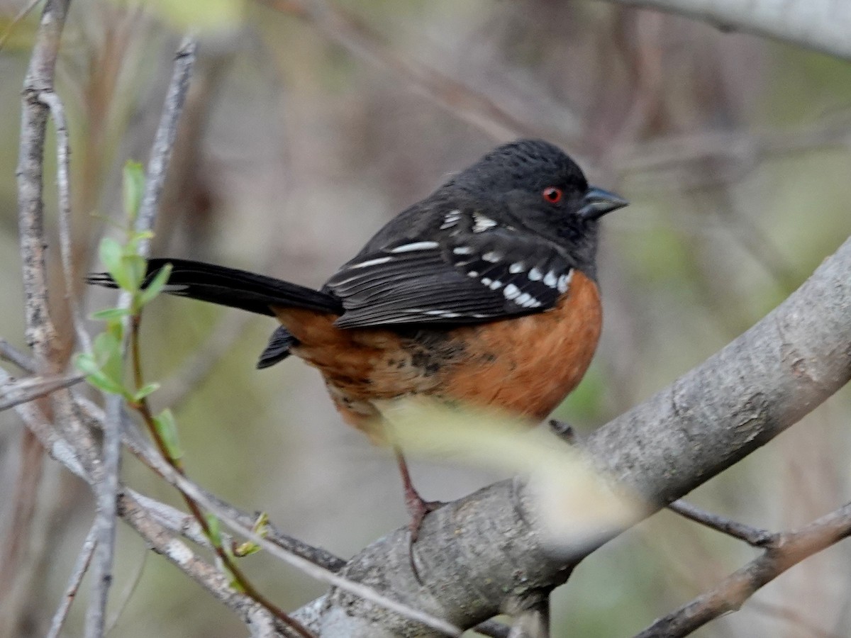 Spotted Towhee - ML212753191