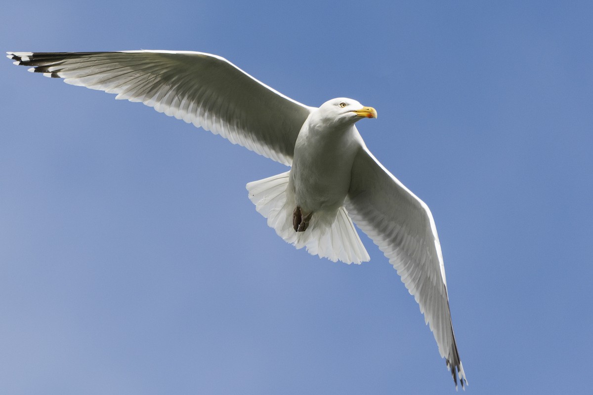 Herring Gull (European) - ML212753731