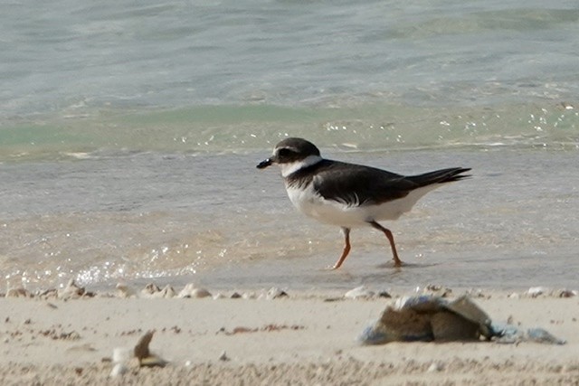 Common Ringed Plover - ML212755731