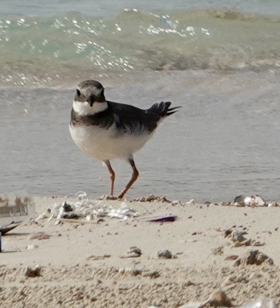 Common Ringed Plover - ML212755741