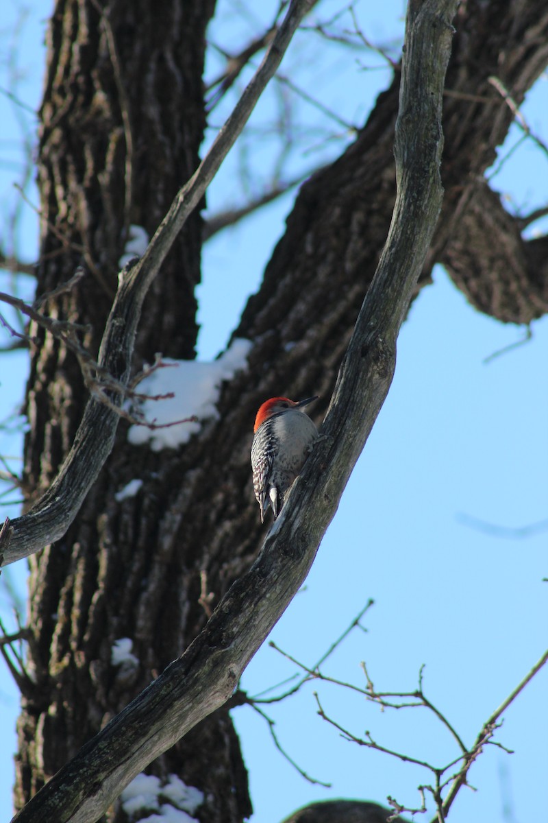 Great Backyard Bird Count Checklist 16 Feb 2020 Lincoln Marsh