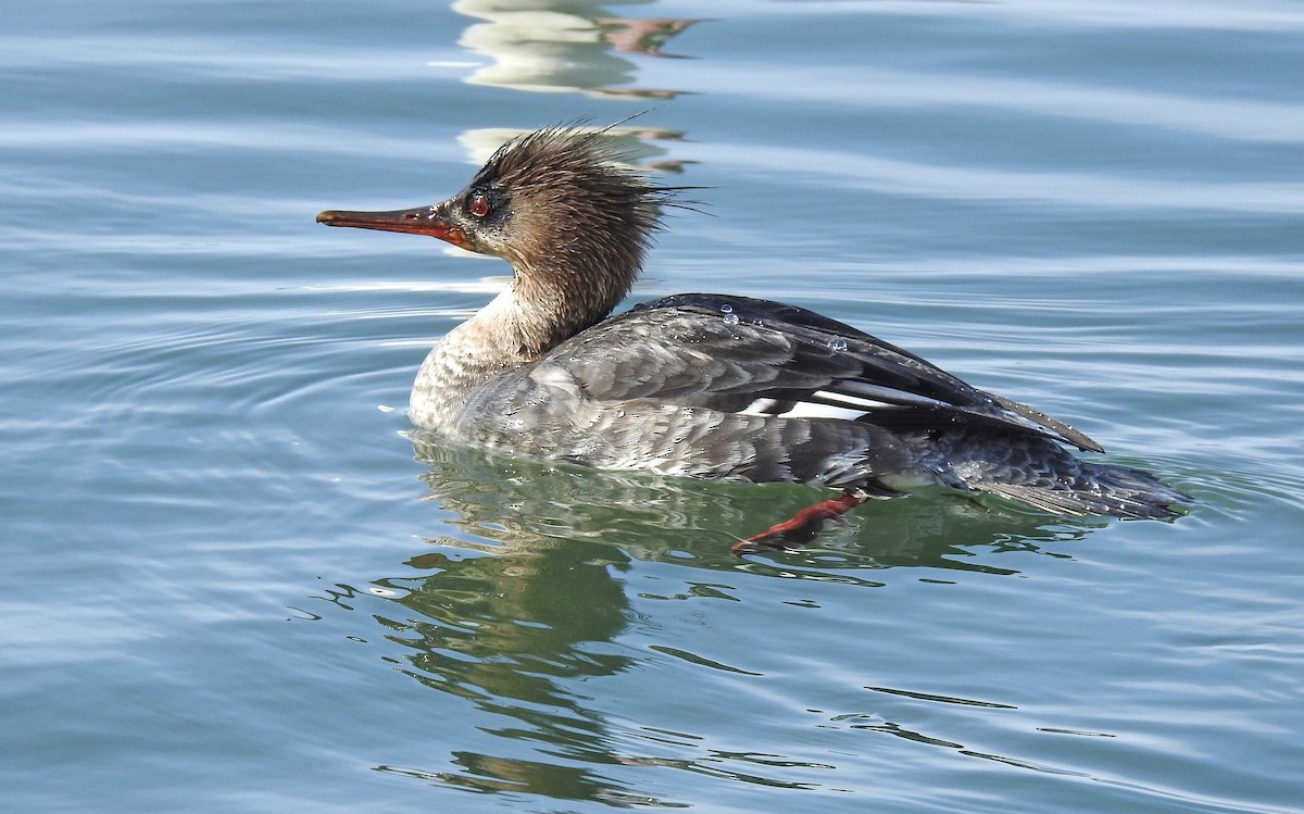 Red-breasted Merganser - Jean Iron
