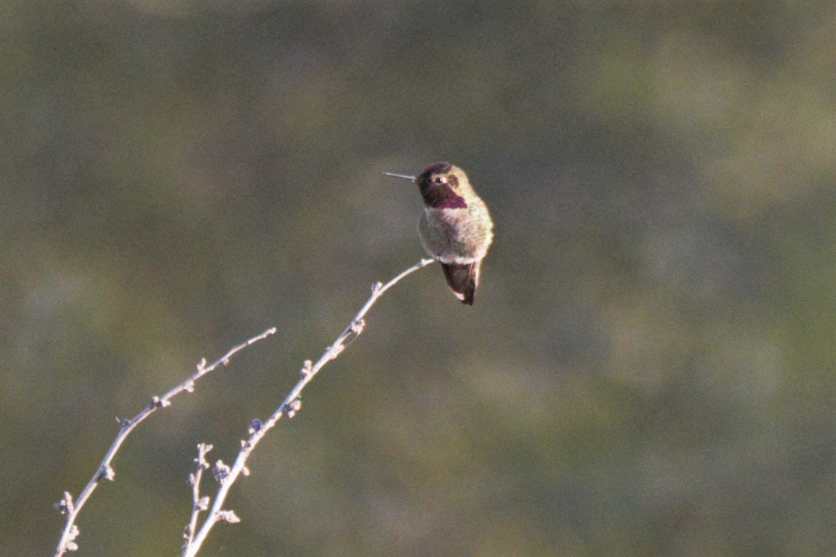 Anna's Hummingbird - ML212766501